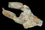 Bargain, Fossil Mud Lobster (Thalassina) - Australia #141030-3